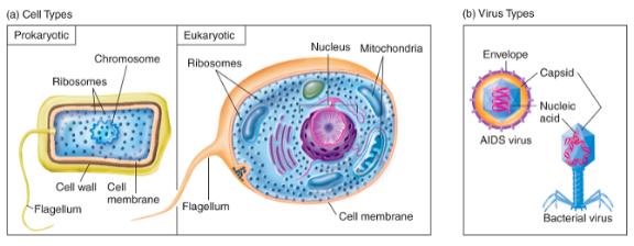 Two basic cell