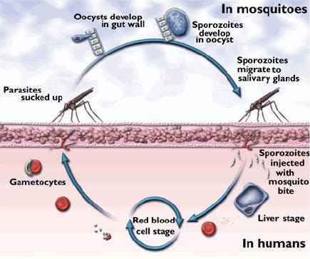 Protista Example life cycle Plasmodium Pg. 146 in book 1. Mosquito feeds on infected person (plasmodium enters mosquito) 2.