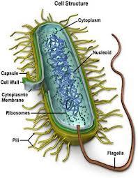 Kingdom Bacteria p.132 137 Bacteria have prokaryotic cells.
