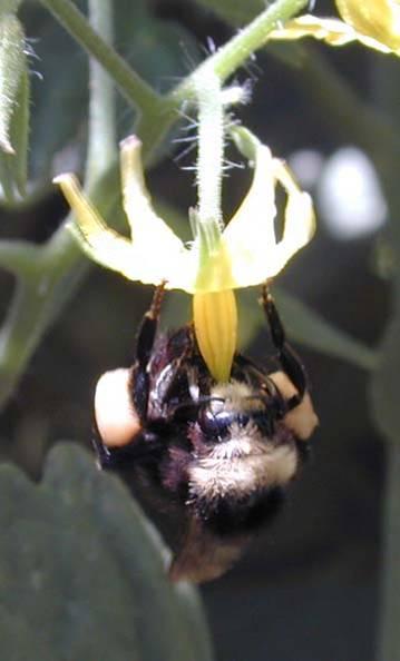 Pollinators - key ecosystem ecological function service 60-70% of
