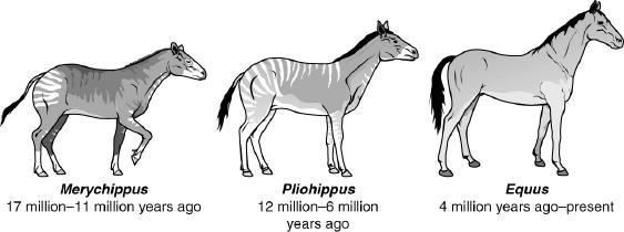 Which is the BEST conclusion that can be made about these horses over time? a. Beneficial gene mutations resulted in physical changes to the horses. b. Dietary changes caused the physical appearance of the horses to change.