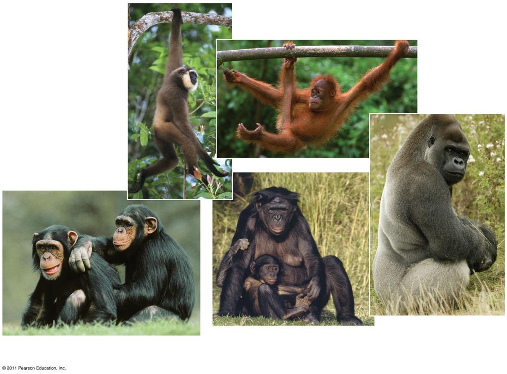 Figure 34.45 (a) Gibbon LECTURE PRESENTATIONS For CAMPBELL BIOLOGY, NINTH EDITION (b) Orangutan Jane B. Reece, Lisa A. Urry, Michael L.