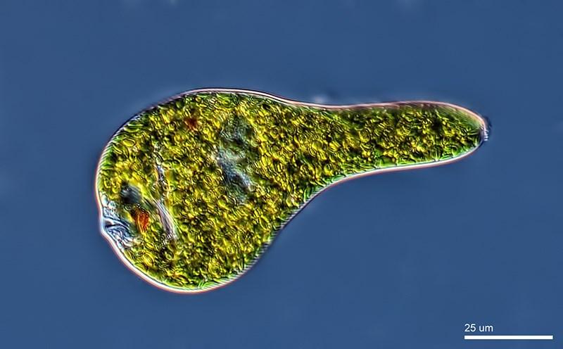 Euglenoids euglenoids are single-celled protists Most of them live in fresh water They use