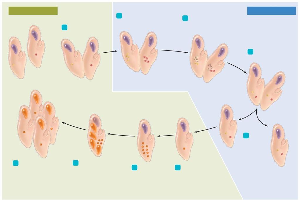 Figure 12.6 Sexual reproduction via conjugation in ciliates. Diploid micronuclei Compatible mates 1 Mates couple. 2 Meiosis of micronuclei produces four haploid micronuclei in each.