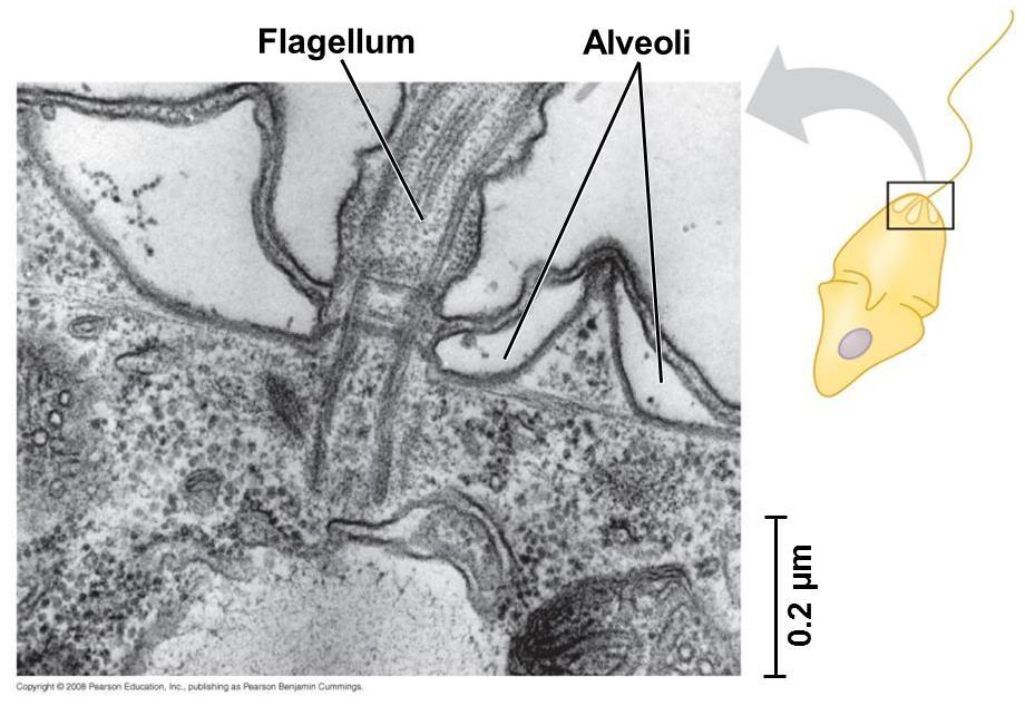 4) Alveolates Have membrane-bound cavities called alveoli FACT 12.