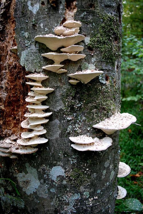 chlorophyll The Significance of Fungi Decomposers Decompose dead organisms