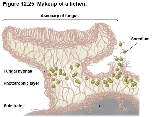 Fungi- Photosynthetic Partnership Lichens