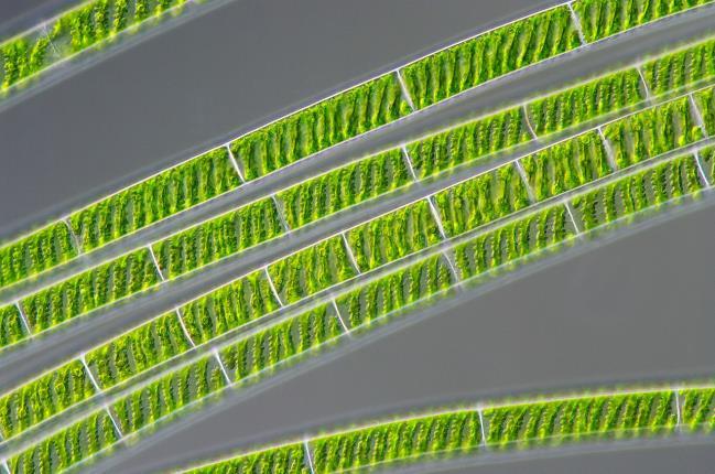 Division Chlorophyta (green