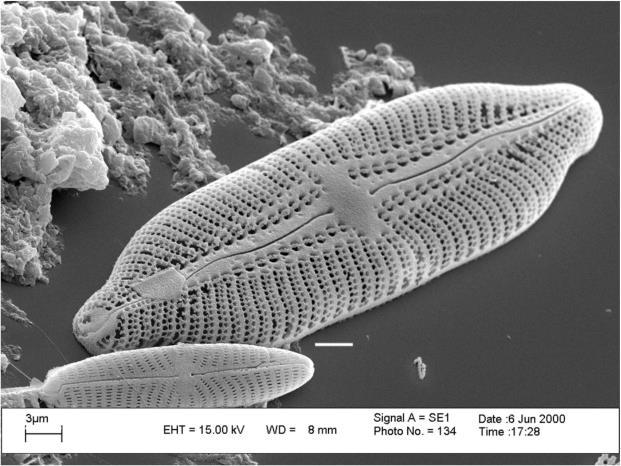 diatoms) FACT 12.