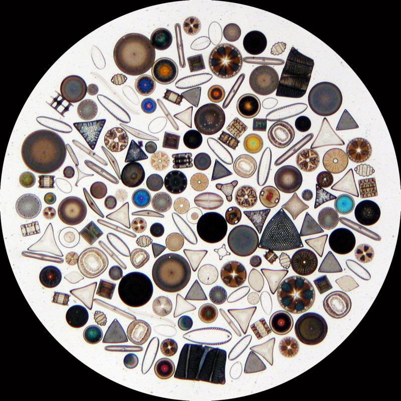 phytoplankton Diatoms