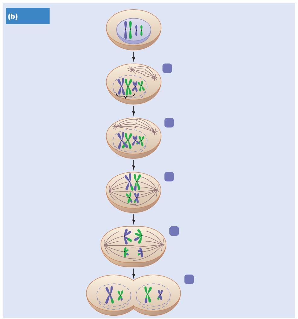 MEIOSIS I Figure 12.1b The two kinds of nuclear division: mitosis and meiosis (1 of 2). Meiosis CONCEPT 12.