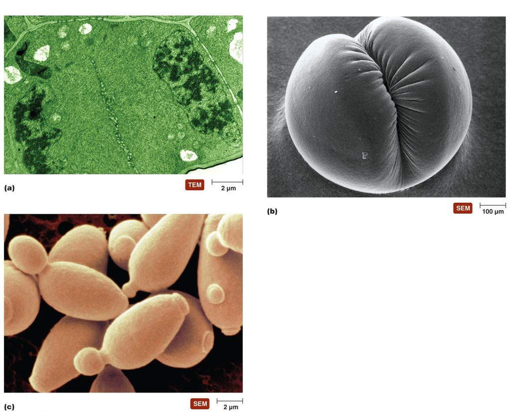 Wall of parent cell Nuclei of daughter cells Vesicles forming cell plate Cleavage furrow plant cells = cell plate Bud