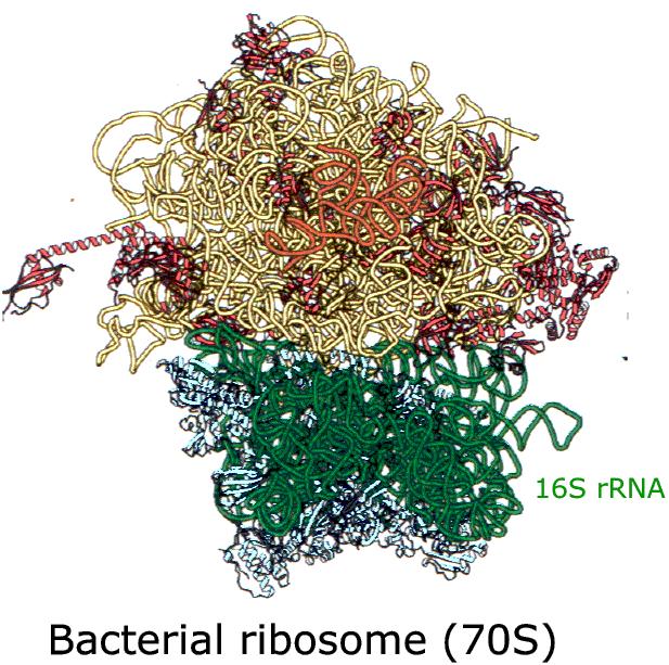 16s rrna rrna: Ribosome RNA; S in 16S represents Svedberg units Ribosome is composed of two subunits, named based on how fast