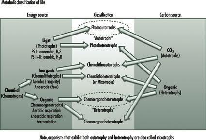 Metabolic Classification of Life