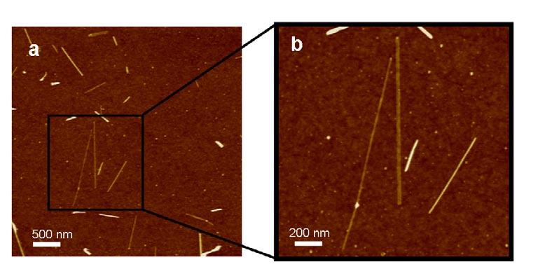 supplementary information Figure S3 a, An AFM image of unzipped multiwalled carbon nanotubes deposited on SiO 2 /Si substrate. b, A zoom-in image of a part in a.