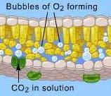 The general equation for photosynthesis is: 2H 2 O + CO 2 + light carbohydrate (CH 2 O) + O 2 + H 2 O What could you measure to determine the rate of photosynthesis?