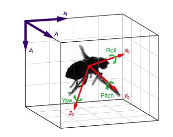 [2], [4], [7], [8], [2], [22]. Another instance of such consistent behaviors has been identified during the flight initiation of the insect Drosophila melanogaster [3], [23] [26].