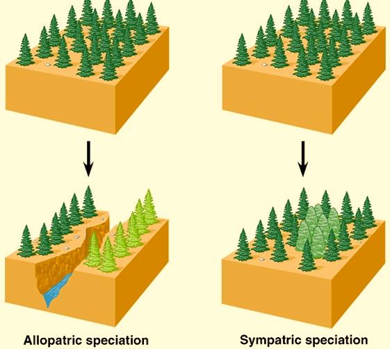 Methods of Speciation - 2 Allopatric (Geographic) Speciation When individuals are geographically, or physically, isolated gene flow is minimized.