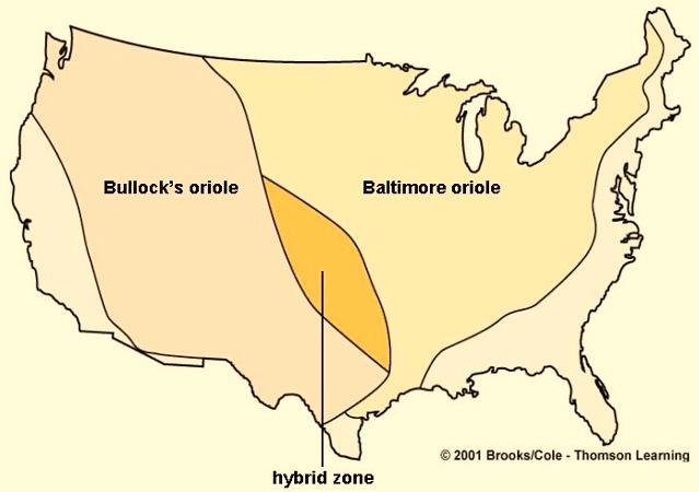 Bullock's Oriole Baltimore Oriole Sympatric Speciation Species that originate in the same geographic area are