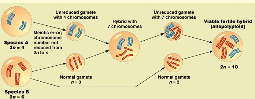meiosis, resulting in a diploid gamete.