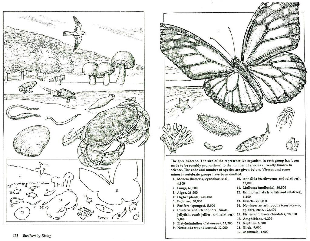 Species, subspecies and populations Species, subspecies and populations Populations subspecies/races species Allozyme differences in Drosophila Biodiversity From: EO Wilson 1992.