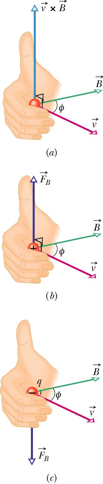 Magnetic Fields Magnetic force Right-hand rule determine the direction of magnetic force. So the magnetic force is always perpendicular to v and B.