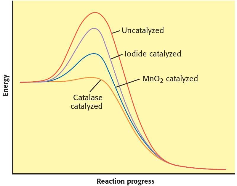 Catalysts Increase Reaction Rate, continued