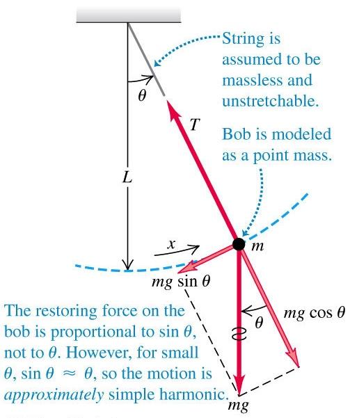 A simple pendulum consists of a point mass (the bob) suspended by a massless, unstretchable string. If the pendulum swings with a small amplitude with the vertical, its motion is simple harmonic.