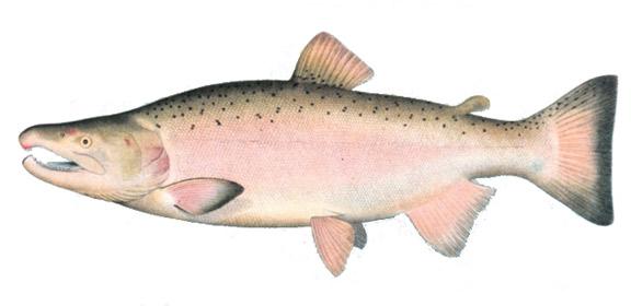 0+#&'&0+4&' Because of their life history variation, salmon are vulnerable to climate change in different ways.