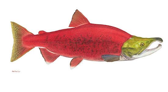 ' REFERENCES FOR FISH ILLUSTRATIONS: Pink, Chum, Sockeye, and Cutthroat: US fish and Wildlife Service; Chinook, Coho, Steelhead, Bull trout: National Oceanic