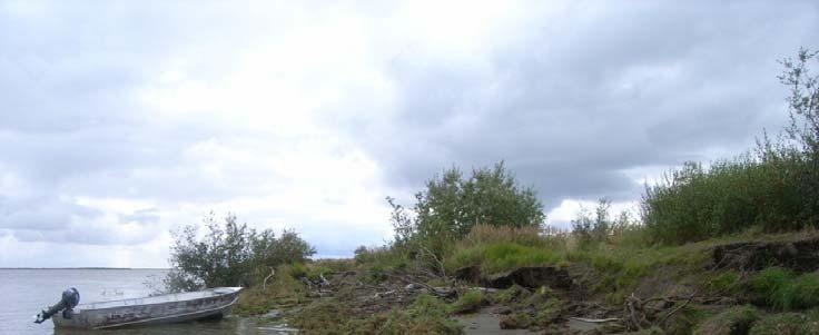 Photo 4: The bank eroding and being carried away by the Kuskokwim River. Erosion Rate Diagram 8.