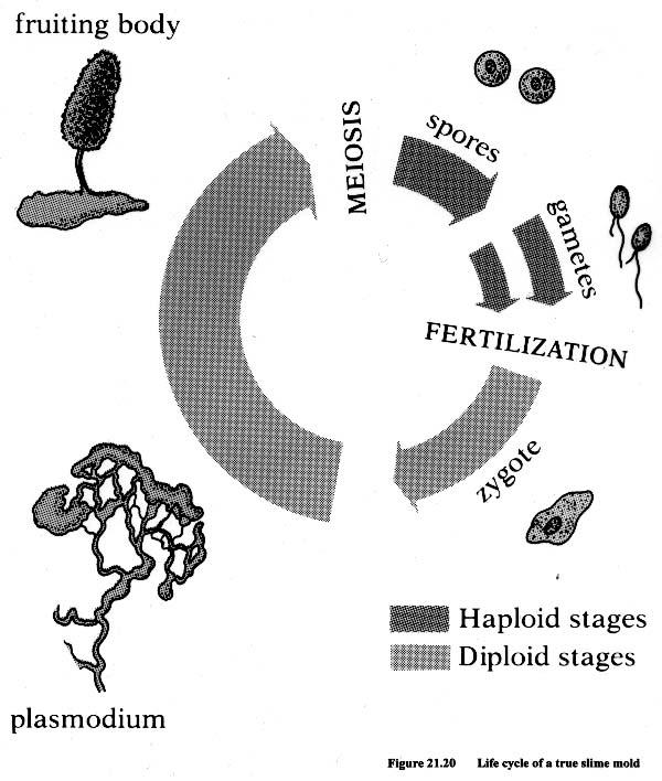 Eumycetozoans: plasmodial and cellular slime molds Plasmodial ---> Myxomycetes Cellular, aggregation ----> Dictyostelids Cellular, no aggregation -----> Protostelids - amoeba-like trophic stage; -