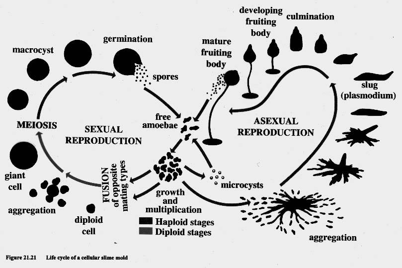 Life cycle of cellular slime molds (dictyostelids) http://www.life.umd.edu/classroom/biol106h/l15/biol106_l15.