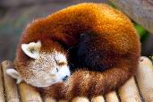 Assume that you have a mass of 40 kg and the red panda a mass of 10 kg.