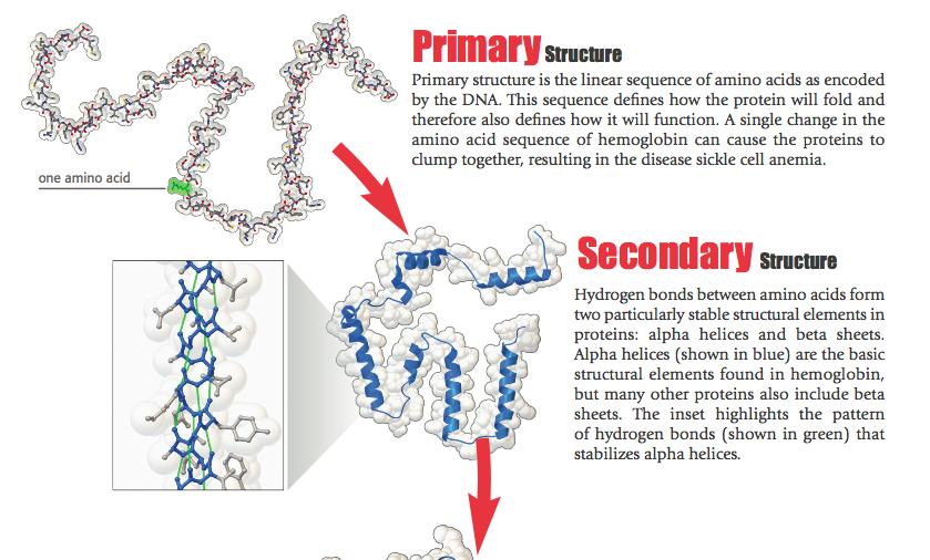 Protein structures are