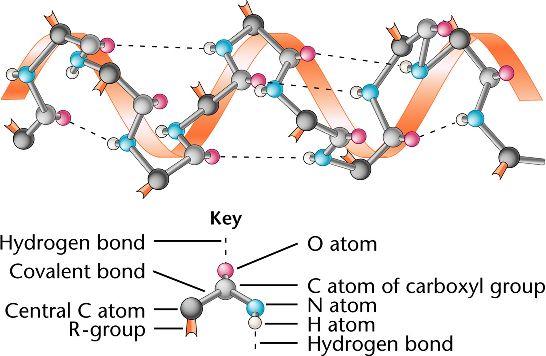 A key player in protein structure and dynamics: the hydrogen bond (H bond) Hubbard, R. E. and Kamran Haider, M. 2010.