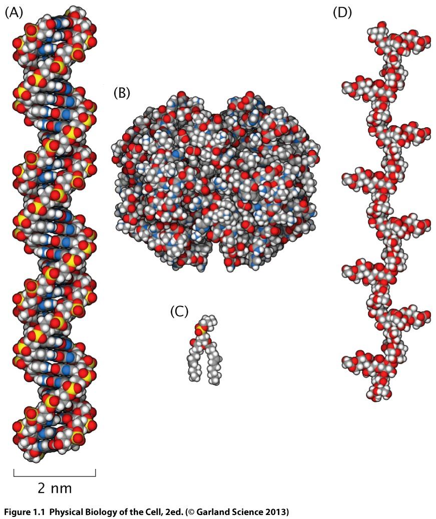 The main molecules of life (A) DNA 4 nm (B) Hemoglobin PDB: