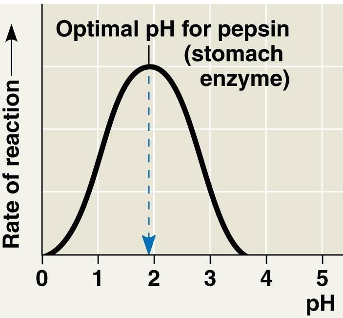 ph above or below optimal will break Hydrogen and ionic bonds, causing enzyme to denature. 1.