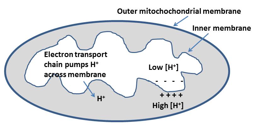 1. What is the function of the mitochondrion? It is the powerhouse of the cell (it recycles ATP energy). 2.