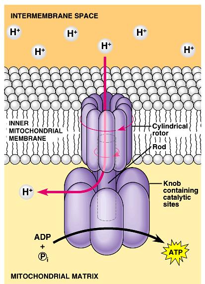 https://www.youtube.com/watch?v=3y1do4nnaky The diagram on the left is a zoomed-in view across the inner mitochondrial membrane. ATP Synthase 1. Where is there a higher [H+]? Intermembrane space 2.