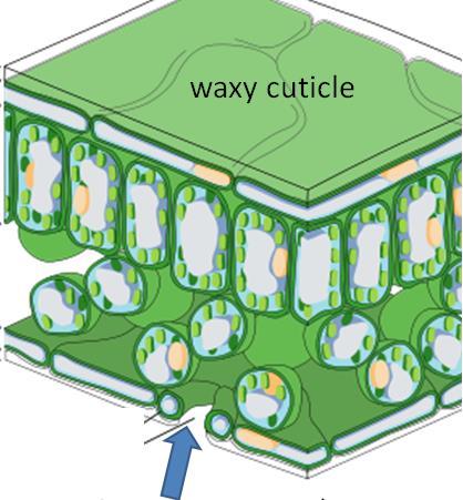 What is the function of plant s xylem? Transport water through plant tissues 4.
