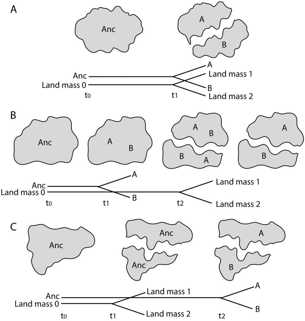S12 INTERNATIONAL JOURNAL OF PLANT SCIENCES Fig. 3 Timing of land mass and lineage splitting. A, Land mass separation and lineage divergence occur simultaneously.