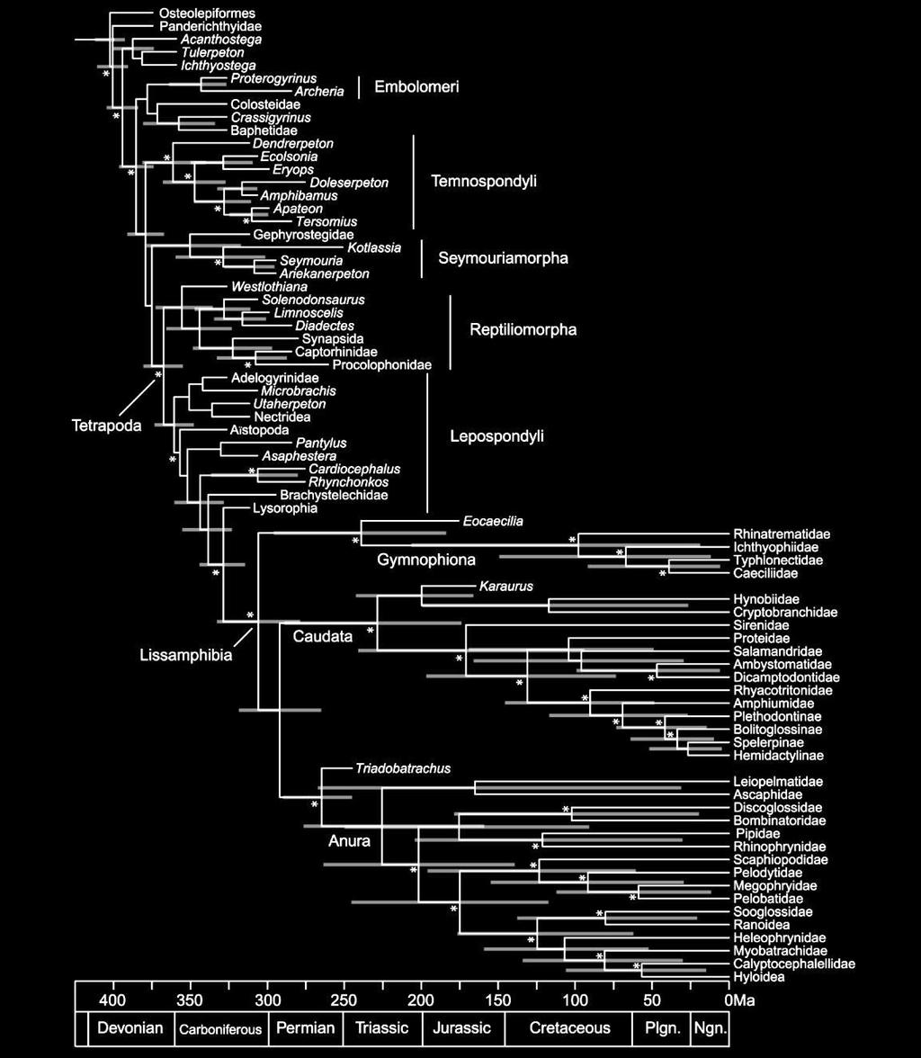 Total evidence molecular dating 161 morphological