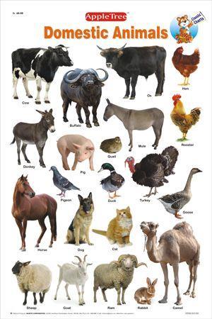 Only a handful of animal species have been