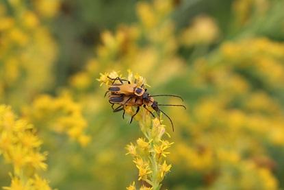 Adult soldier beetles feed on the pollen and nectar of flowers; however, they are also predators, and will consume small insects such as aphids and caterpillars.