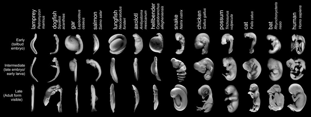 Evidence for Evolution Comparative Embryology Closely related species exhibit similar
