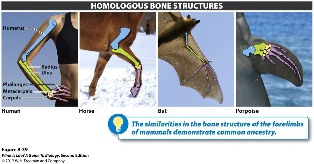 Evidence for Evolution Comparative Anatomy Homologous