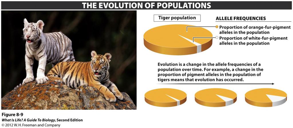 Evolution of populations (Microevolution) = change in allele frequencies of a population over time Population = group of individuals in the