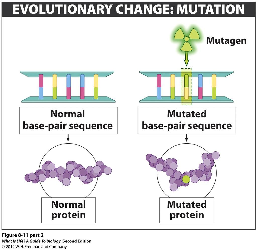 1. Mutation