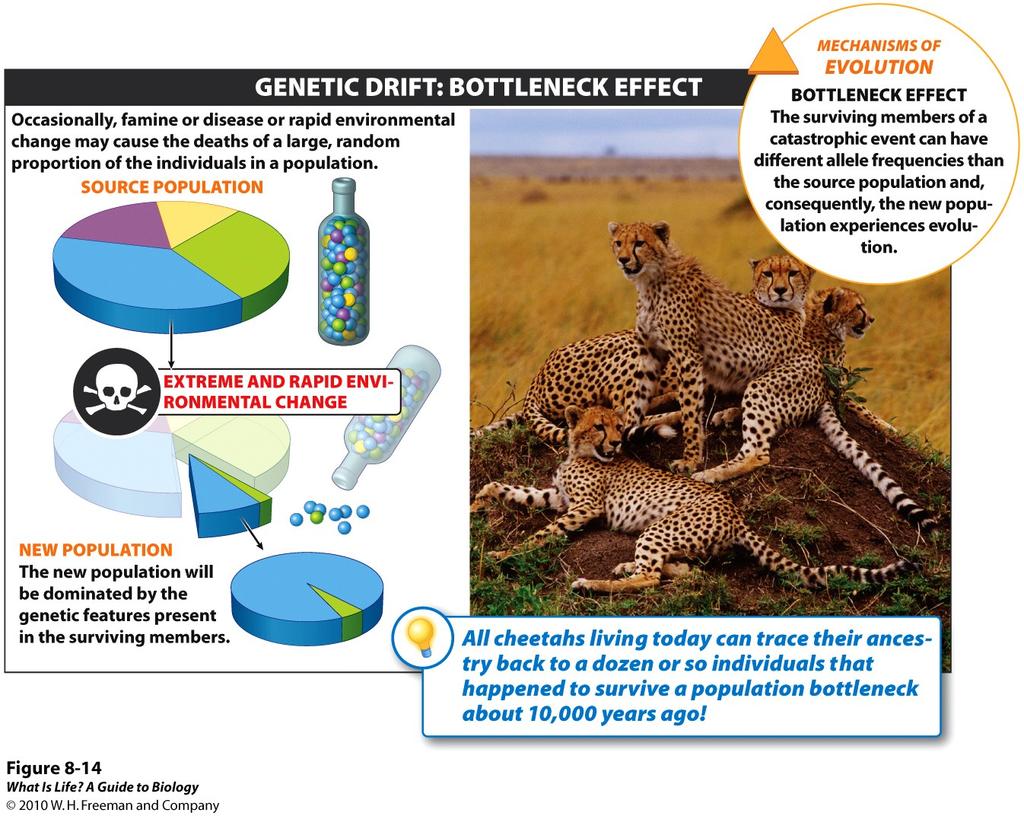 Different types of Genetic Drift Population Bottlenecks Sudden decrease in population size can cause